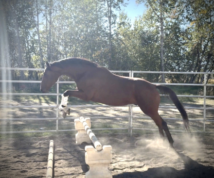 HorseID: 2320684 Monty - PhotoID: 1108183