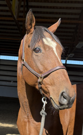 HorseID: 2320684 Monty - PhotoID: 1108184
