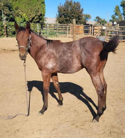 HorseID: 2320708 Buster - PhotoID: 1108213