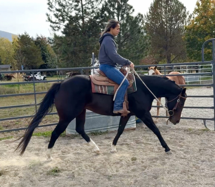 HorseID: 2320711 Required N Radical - PhotoID: 1108217