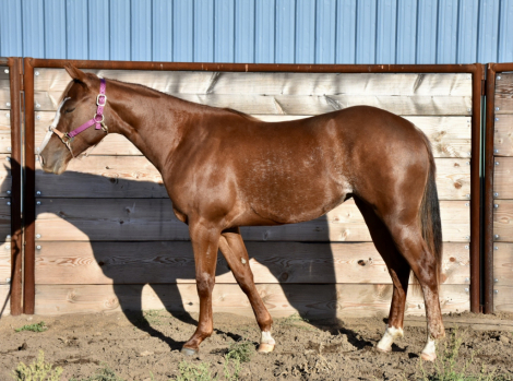HorseID: 2320726 MtCup Mesa Rey - PhotoID: 1108242