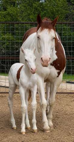 HorseID: 2320758 Pretty Almighty Clu - PhotoID: 1108284