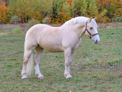 HorseID: 2320766 Breyer - PhotoID: 1108288