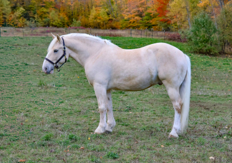 HorseID: 2320766 Breyer - PhotoID: 1108289