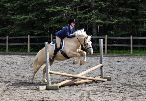 HorseID: 2320766 Breyer - PhotoID: 1108290