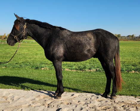 HorseID: 2320771 Orien - PhotoID: 1108393