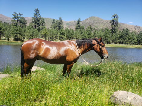 HorseID: 2320776 Santiago Amigo - PhotoID: 1108294