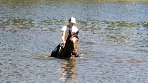 HorseID: 2320776 Santiago Amigo - PhotoID: 1108295