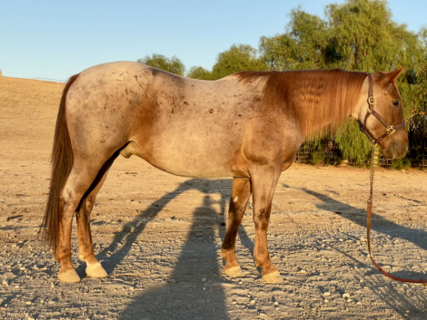 HorseID: 2320780 FANCY LIKE COOKIE - PhotoID: 1108299