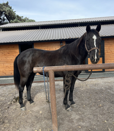 HorseID: 2320782 Disco Dancer - PhotoID: 1108300