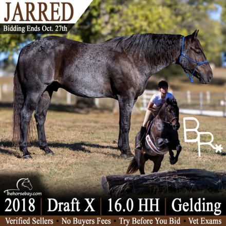 HorseID: 2320787 Jarred - PhotoID: 1108301
