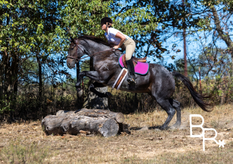 HorseID: 2320787 Jarred - PhotoID: 1108303