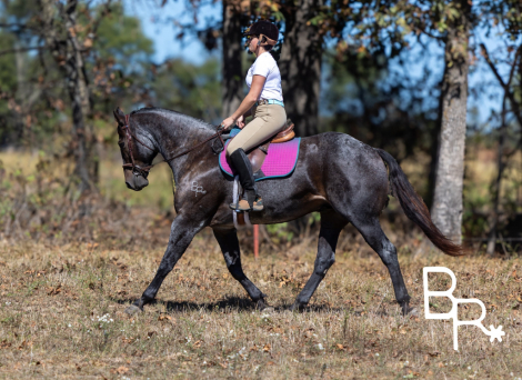 HorseID: 2320787 Jarred - PhotoID: 1108304