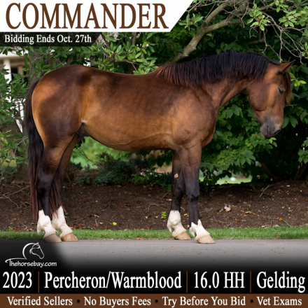 HorseID: 2320788 Commander - PhotoID: 1108305