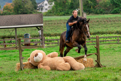 HorseID: 2320788 Commander - PhotoID: 1108306