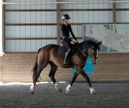 HorseID: 2320788 Commander - PhotoID: 1108307