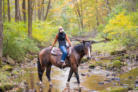 HorseID: 2320788 Commander - PhotoID: 1108308