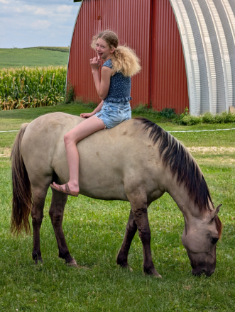 HorseID: 2320810 Bandito - PhotoID: 1108315