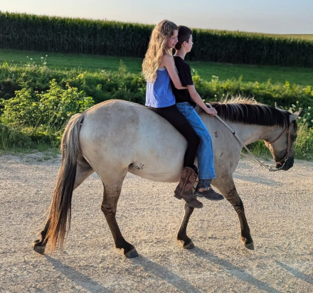 HorseID: 2320810 Bandito - PhotoID: 1108317