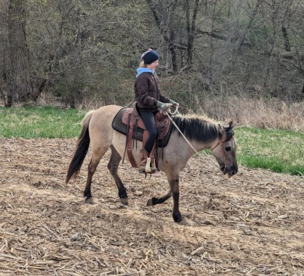 HorseID: 2320810 Bandito - PhotoID: 1108318