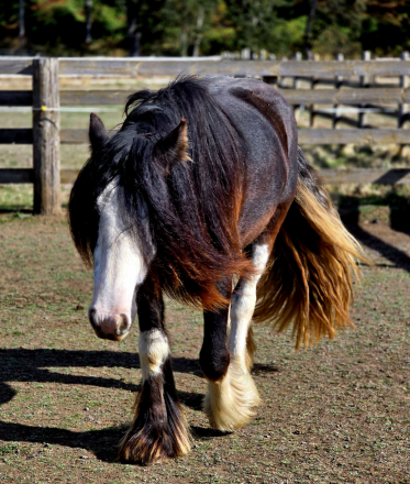 HorseID: 2320813 Tipsy Gypsy - PhotoID: 1108320