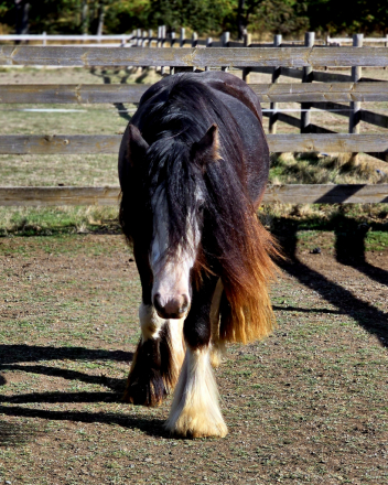 HorseID: 2320813 Tipsy Gypsy - PhotoID: 1108321