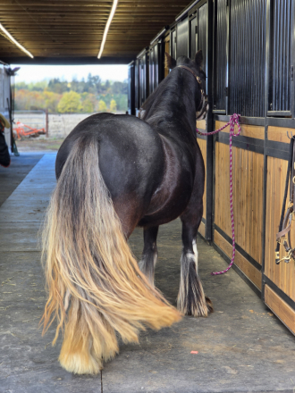 HorseID: 2320813 Tipsy Gypsy - PhotoID: 1108322