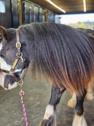 HorseID: 2320813 Tipsy Gypsy - PhotoID: 1108323