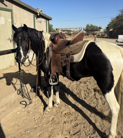 HorseID: 2320814 Jackson - PhotoID: 1108325