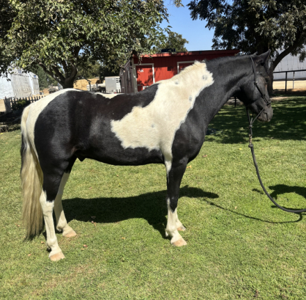 HorseID: 2320814 Jackson - PhotoID: 1108326
