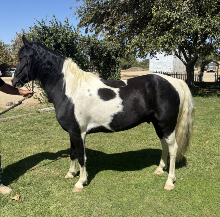 HorseID: 2320814 Jackson - PhotoID: 1108327