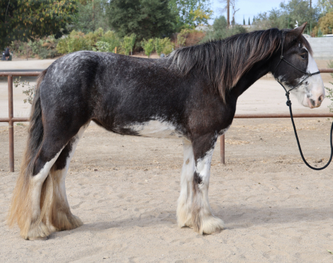 HorseID: 2320825 Split Oak's Peppermint - PhotoID: 1108335