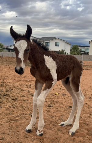 HorseID: 2320831 FFCF’s Casino Royal - PhotoID: 1108338