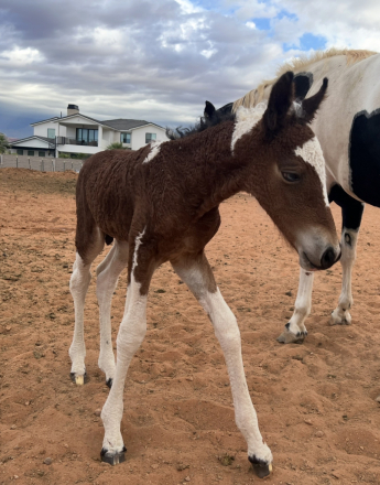 HorseID: 2320831 FFCF’s Casino Royal - PhotoID: 1108339