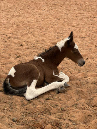 HorseID: 2320831 FFCF’s Casino Royal - PhotoID: 1108341