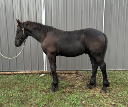 HorseID: 2320836 Hawk - PhotoID: 1108343