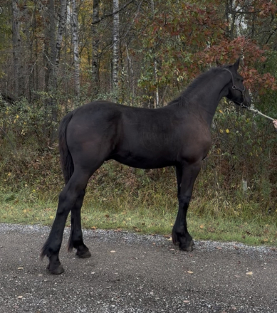 HorseID: 2320836 Hawk - PhotoID: 1108344