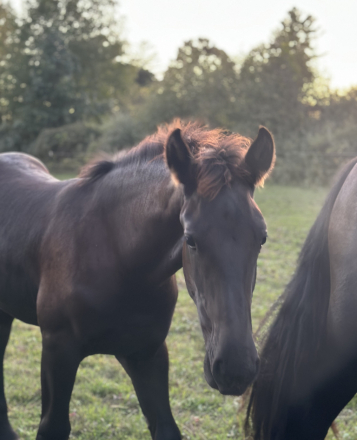 HorseID: 2320836 Hawk - PhotoID: 1108345