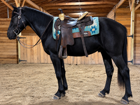 HorseID: 2320838 Phantom - PhotoID: 1108350