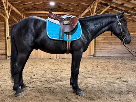 HorseID: 2320838 Phantom - PhotoID: 1108351