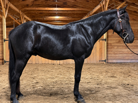 HorseID: 2320838 Phantom - PhotoID: 1108352