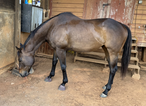 HorseID: 2320839 Stubbornkindafella - PhotoID: 1108348