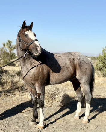 HorseID: 2320840 1/2 Draft “Bear” - PhotoID: 1108349