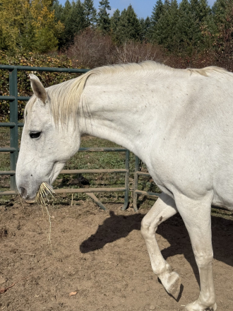 HorseID: 2320841 Favorita - PhotoID: 1108429