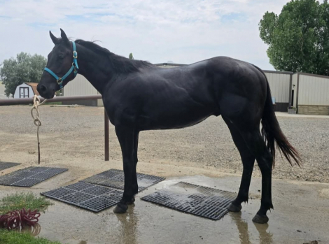HorseID: 2320846 IM A DASHIN DUCK - PhotoID: 1108369