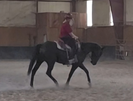 HorseID: 2320846 IM A DASHIN DUCK - PhotoID: 1108370