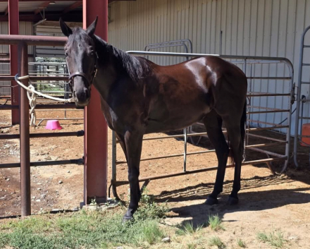 HorseID: 2320846 IM A DASHIN DUCK - PhotoID: 1108371