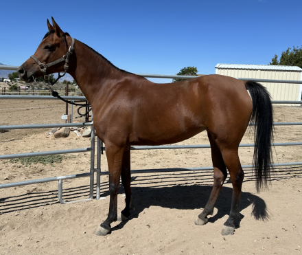 HorseID: 2320851 MM Firenza - PhotoID: 1108375