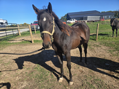 HorseID: 2320857 TACE OF SPICYCORONA - PhotoID: 1108384