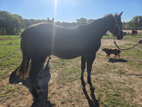 HorseID: 2320857 TACE OF SPICYCORONA - PhotoID: 1108385